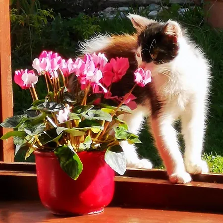 ゲストハウス Orseg Kincse Nagy - 6 Fore 3*